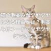 猫の毛並みがツヤツヤになる理由とは？毛並みはフードでツヤツヤにできる？