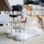 猫の毛割れは換毛期に起きやすい？毛割れが起こったら放置で大丈夫？