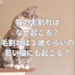 猫の毛割れはなぜ起こる？毛割れは１歳くらいの若い猫にも起こる？
