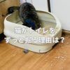 猫がトイレをずっと掘る理由は？