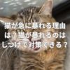 猫が急に暴れる理由は？猫が暴れるのはしつけで対策できる？
