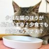 少食な猫のほうが長生きする？少食でも元気なら大丈夫？