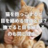 猫を抱っこすると目を細める理由とは？撫でると目を細めるのも同じ理由？