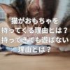 猫がおもちゃを持ってくる理由とは？持ってきても遊ばない理由とは？