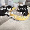 猫がトイレをひっくり返す理由とは？トイレが気に入らないサイン？