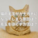猫の毛玉がカチカチになってしまう原因は？毛玉をほぐす方法とは？