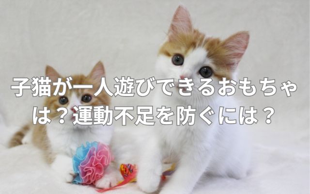 子猫が一人遊びできるおもちゃは?運動不足を防ぐには?