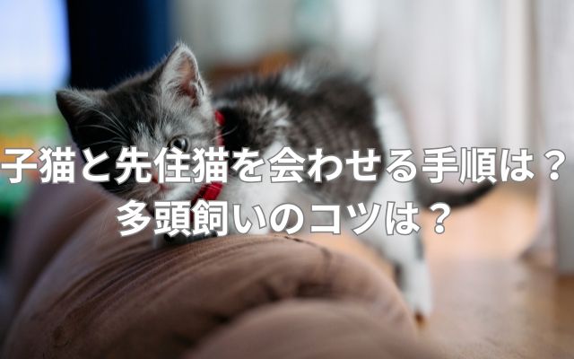 子猫と先住猫を会わせる手順は？多頭飼いのコツは？
