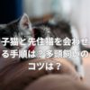 子猫と先住猫を会わせる手順は？多頭飼いのコツは？