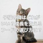子猫の餌はどれがいい？成長を支えるフードの選び方は？