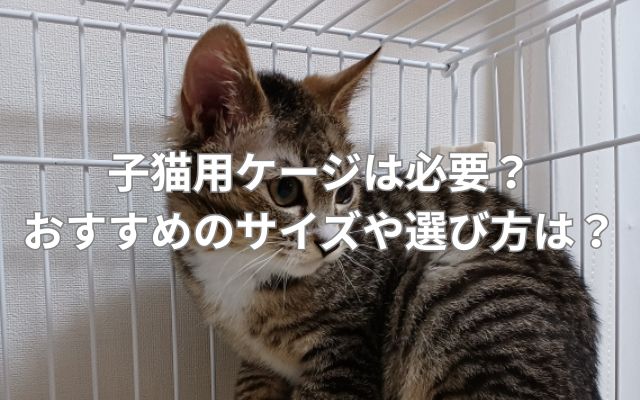 子猫用ケージは必要?おすすめのサイズや選び方は?