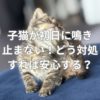 子猫が初日に鳴き止まない！どう対処すれば安心する？