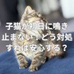 子猫が初日に鳴き止まない！どう対処すれば安心する？