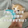 子猫にミルクをあげる回数や上手な飲ませ方は？