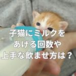 子猫にミルクをあげる回数や上手な飲ませ方は？