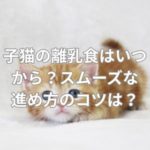 子猫の離乳食はいつから？スムーズな進め方のコツは？