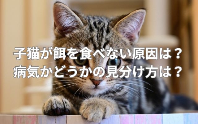 子猫が餌を食べない原因は？病気かどうかの見分け方は？