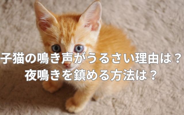 子猫の鳴き声がうるさい理由は?夜鳴きを鎮める方法は?