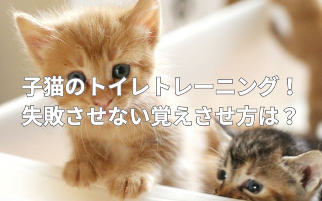 子猫のトイレトレーニング!失敗させない覚えさせ方は?