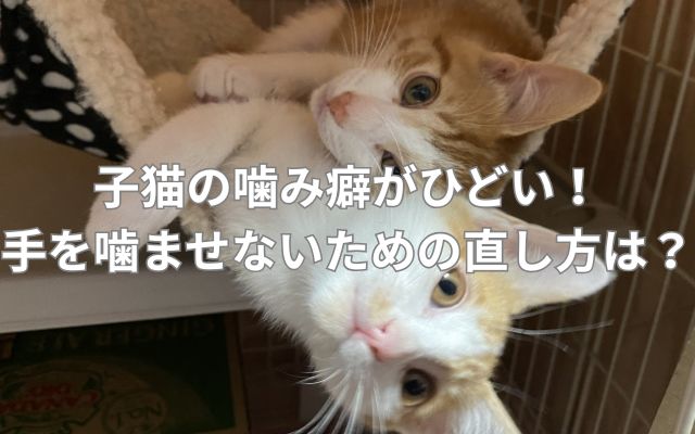 子猫の噛み癖がひどい!手を噛ませないための直し方は?