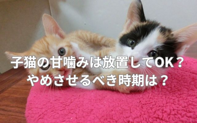 子猫の甘噛みは放置してOK？やめさせるべき時期は？