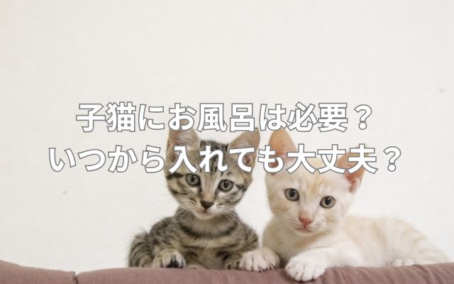 子猫にお風呂は必要?いつから入れても大丈夫?