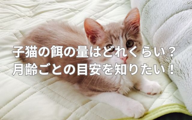 子猫の餌の量はどれくらい?月齢ごとの目安を知りたい!