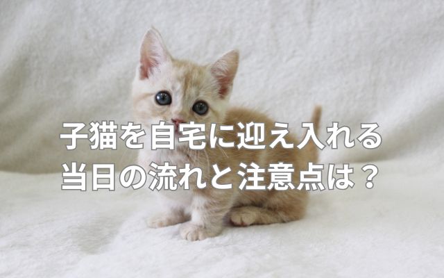 子猫を自宅に迎え入れる当日の流れと注意点は？