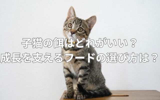 子猫の餌はどれがいい？成長を支えるフードの選び方は？
