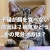 子猫が餌を食べない原因は？病気かどうかの見分け方は？