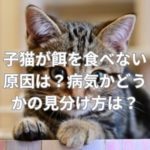 子猫が餌を食べない原因は？病気かどうかの見分け方は？
