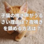 子猫の鳴き声がうるさい理由は？夜鳴きを鎮める方法は？