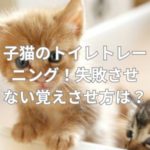 子猫のトイレトレーニング！失敗させない覚えさせ方は？