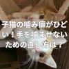 子猫の噛み癖がひどい！手を噛ませないための直し方は？
