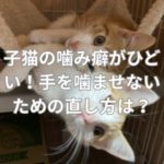 子猫の噛み癖がひどい！手を噛ませないための直し方は？