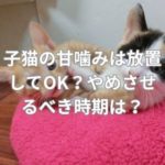 子猫の甘噛みは放置してOK？やめさせるべき時期は？