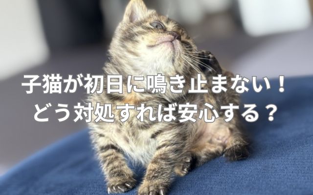 子猫が初日に鳴き止まない!どう対処すれば安心する?