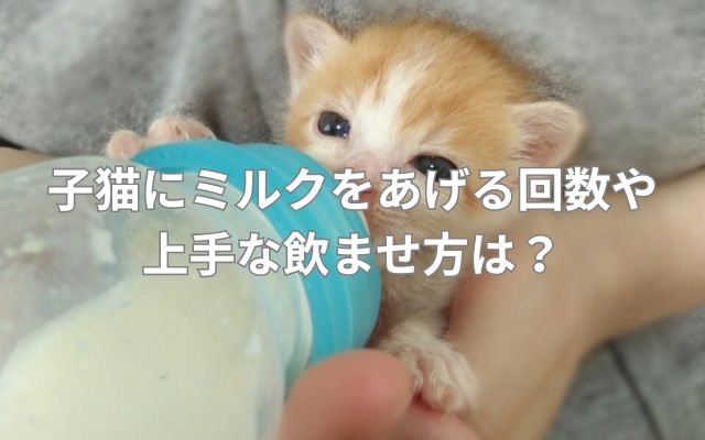 子猫にミルクをあげる回数や上手な飲ませ方は?