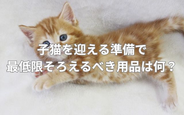 子猫を迎える準備で最低限そろえるべき用品は何?