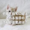 子猫を自宅に迎え入れる当日の流れと注意点は？