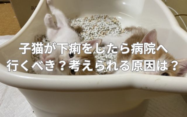 子猫が下痢をしたら病院へ行くべき？考えられる原因は？