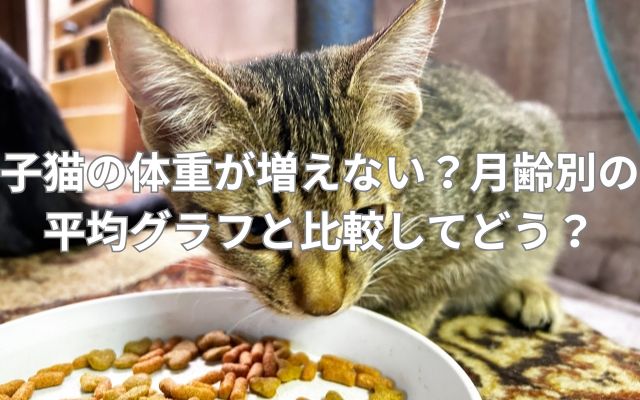 子猫の体重が増えない？月齢別の平均グラフと比較してどう？