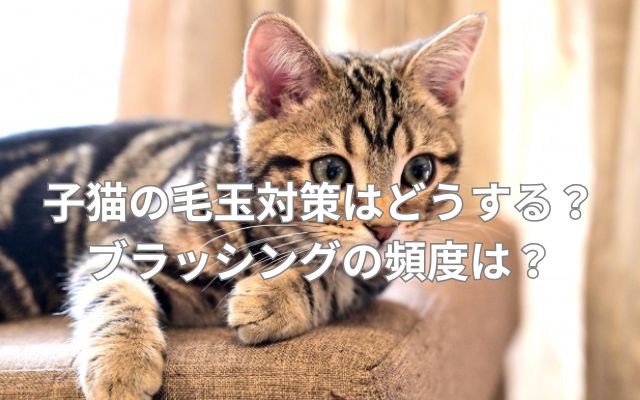 子猫の毛玉対策はどうする?ブラッシングの頻度は?