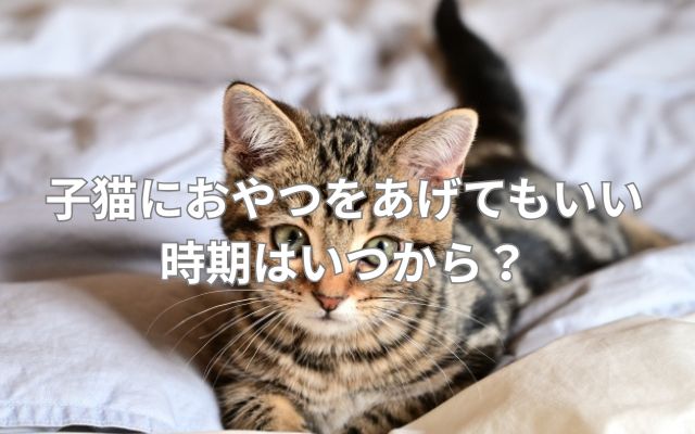 子猫におやつをあげてもいい時期はいつから?