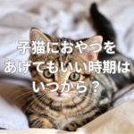 子猫におやつをあげてもいい時期はいつから？