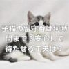 子猫の留守番は何時間まで？安心して待たせる工夫は？