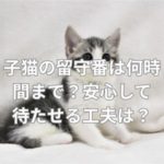 子猫の留守番は何時間まで？安心して待たせる工夫は？