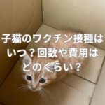 子猫のワクチン接種はいつ？回数や費用はどのくらい？