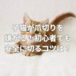 子猫が爪切りを嫌がる！初心者でも安全に切るコツは？