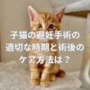 子猫の避妊手術の適切な時期と術後のケア方法は？